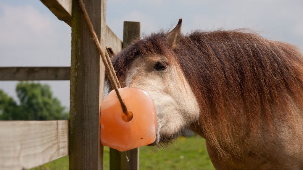 Himalayan Salt for Horses: Uses and Benefits