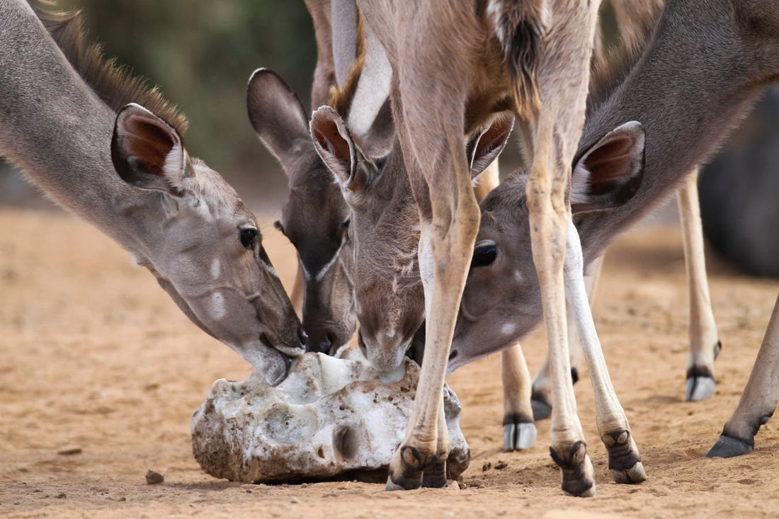 Mineral lick for animals - Sun Valley Salt